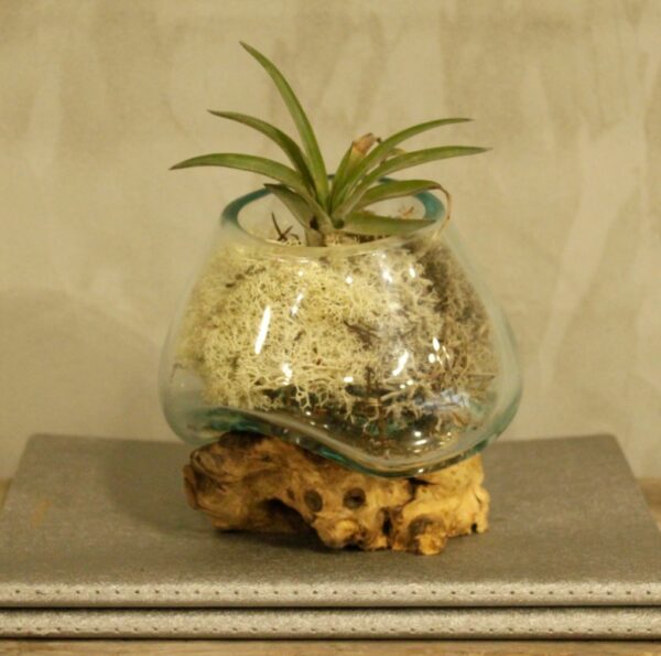 Small Molten Glass Bowl Shaped onto Wooden Base