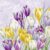 Serviettes Napkins Packet of 20 Blooming Crocus Lilac